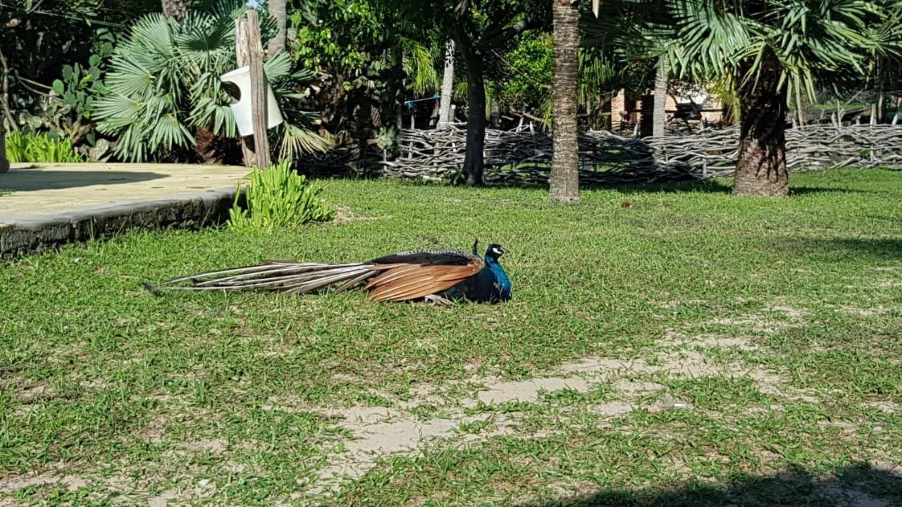 Rancho Do Buna باريرينهاس المظهر الخارجي الصورة